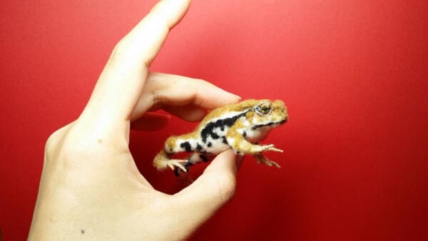 カエルと羊 image.jpg