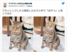 「おやつ」の一言で怒りが吹き飛ぶ愛猫が可愛い