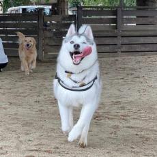 ドッグランを心からエンジョイ　満面の笑みを披露したハスキーさん