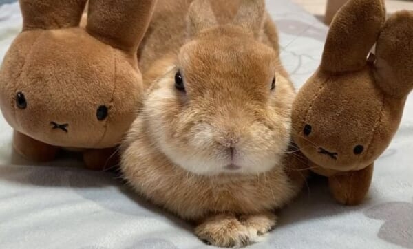 もふもふだぁ～ 仲良しのぬいぐるみとまったりくつろぐうさぎさん