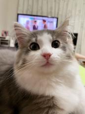 僕のことを見て！　飼い主のテレビ鑑賞をゼロ距離妨害する猫さん