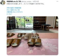 お客様のスリッパ温めますニャ　看板猫たちと触れ合えるねこ宿「桐屋旅館」