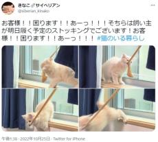 干してある洗濯物をビヨーン　子猫のいたずらに飼い主絶叫「それは飼い主のストッキングゥーーー！！！」