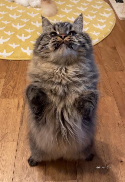 ぷっくり膨らんだ猫のひげ袋にメロメロ 「そのうちはち切れそう