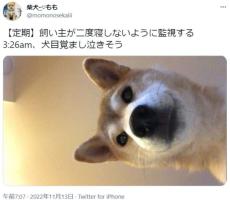 飼い主が二度寝しないよう静かに監視　愛犬による午前3時の「犬目覚まし」