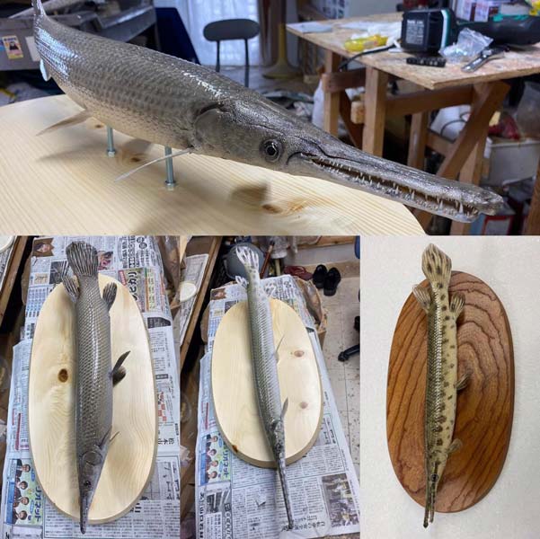 ギョギョ！生きている時そのままの姿を再現する魚類剥製師「小川