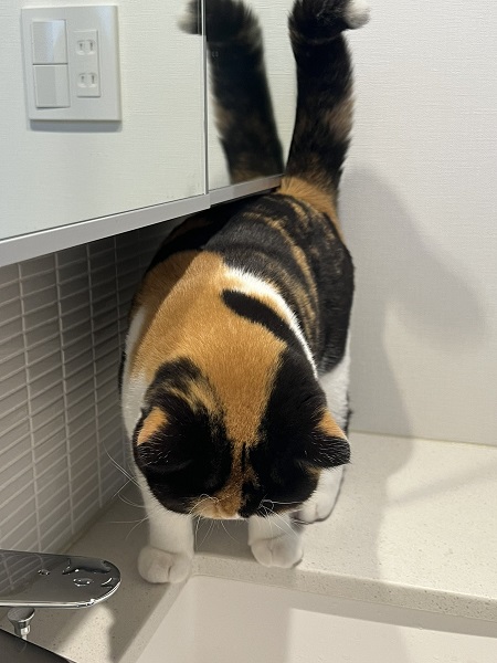 尻尾が2本！猫又状態の愛猫に飼い主ビックリ「実は化け猫だったんか