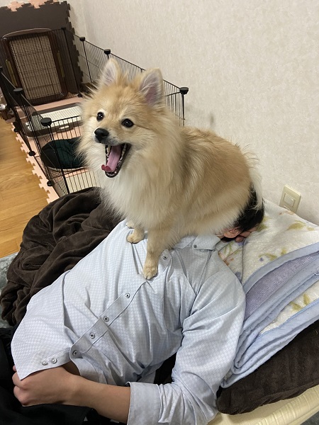 飼い主の顔面を座布団代わりにするポメラニアン｜Infoseekニュース