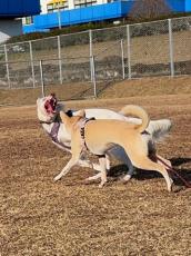 追いかけっこでテンションMAXな犬さん　表情がまるで「怪獣」