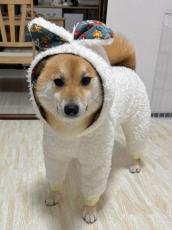 おニューのモコモコウェアを披露するもどこか不服そうな表情を浮かべる柴犬さん