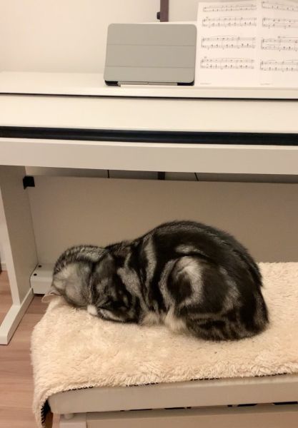 どうしてそこで……？ピアノの椅子の上で「ごめん寝」する猫が癒や
