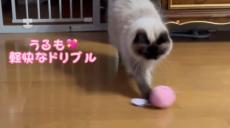 目指せワールドカップ！　猫選手が華麗なドリブルを披露