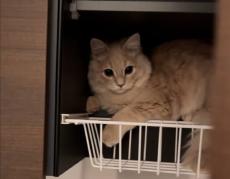 神出鬼没で飼い主もビックリ！戸棚を開けたら愛猫が！！