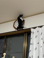 じわじわくるｗ　時計にしがみつく愛猫の姿に飼い主も爆笑