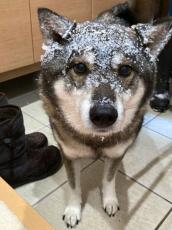 最強寒波に参ったワン　散歩に出るも雪まみれになり呆然自失の表情