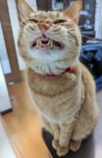 イーっと歯を食いしばる猫ちゃん　珍しい表情に驚きの声