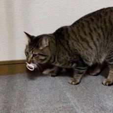 おしゃぶりをくわえた猫　あまりに似合い過ぎていると評判