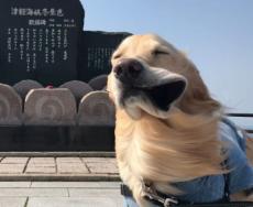 ああ津軽海峡イヌ景色　強風に吹かれて変顔になってしまったワンちゃん