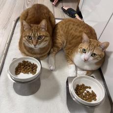 キャットフードに何かかけたい愛猫VS何もかけずに食べさせたい飼い主