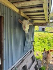 【エスケープゴート】ヤギの飼育小屋で珍事件発生　まさかの場所から大脱走