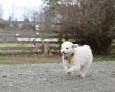 「この羊さんの犬種は？」　羊にそっくりなトイプードルにキュン