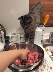 肉のニオイに敏感な猫さん　食べたい気持ちがあふれすぎて至近距離でジー