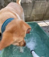 水に浸かりたくない犬　水の中で「お座り」と言ってみたら……