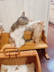 子猫の頭に手をあて動きを止める先輩猫　「お前にはまだ早い」