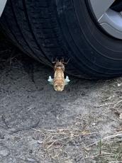 車のタイヤでセミが羽化！気づけて良かった……