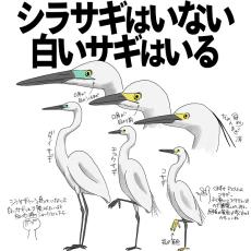 「シラサギ」という名前の鳥はいない　自然ガイドが教えるトリビアにビックリ