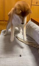 柴犬がダブルクリップ相手にヒートアップ！「おぬし何者～！」