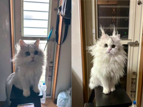 毛づくろい下手選手権」で殿堂入り？ 長毛猫の毛づくろい後の姿に衝撃