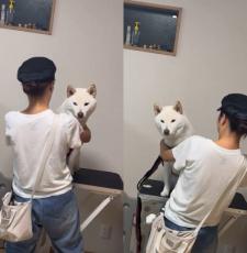 左右にぴょこぴょこ　後ろにあるおやつがどうしても見たい柴犬さん