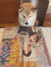 ジー……　スポーツ紙で大谷翔平と話題の犬をチェックする柴犬