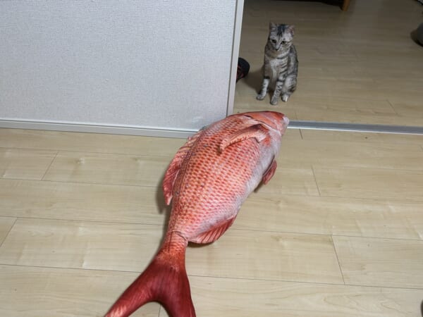 どうしよう…… 大きな鯛のぬいぐるみにかたまる猫｜Infoseekニュース