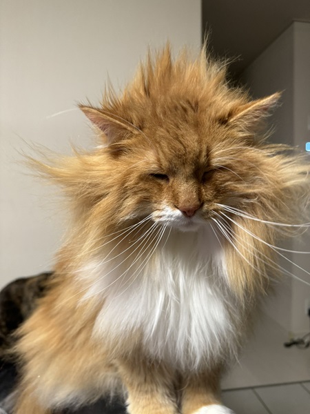 伝説のスーパーサイヤにゃん誕生？寝ぐせボサボサの猫が愛おしい