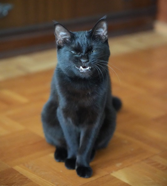 そうっすね、親分」 ちょい悪な子分感がある黒猫に注目｜Infoseekニュース
