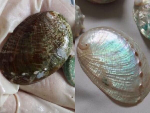 虹色の貝殻 水指 美しい虹色の殻！ホタテよりも濃厚な味わいの「緋扇貝（ひおうぎ