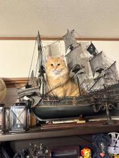 船の模型の上でドヤ顔披露する猫　「海賊王に俺はニャる！」