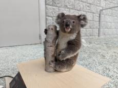 木につかまったコアラのぬいぐるみ？→実は赤ちゃんコアラが体重測定をしている場面なんです