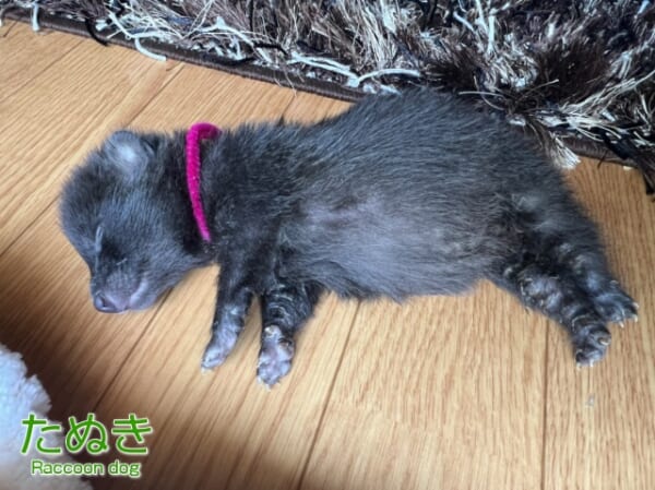 子犬と間違えやすい子ダヌキ 動物プロダクションが「誤認保護」の注意