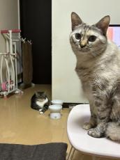 ご飯くれくれの圧が凄いにゃんこ　飼い主もタジタジ