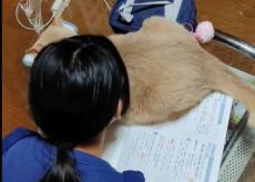 宿題させて～！！夏休みの宿題をしたい中学生と阻止する猫にほっこり