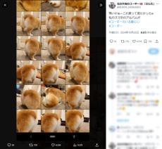 コーギーの飼い主あるある？スマホのカメラロールがお尻でいっぱいに
