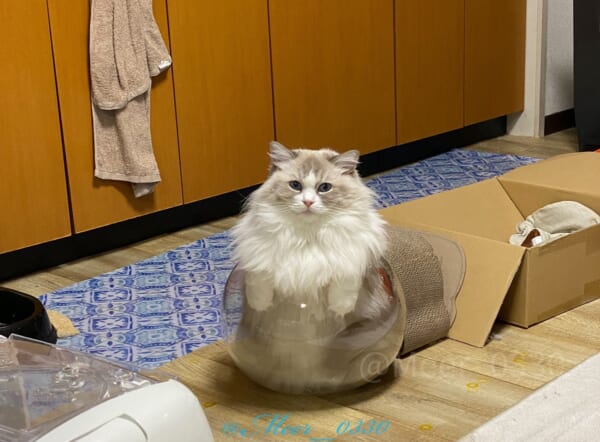 壺の妖精」になった猫が可愛すぎる！ただし普段は……｜Infoseekニュース