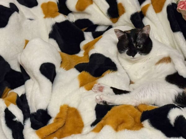 どこにいるかわかるかニャ？ 毛布の柄と三毛猫の柄が完全一致