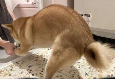 「やだ！やめて！無理！」どうしてもお風呂に入りたくない柴犬