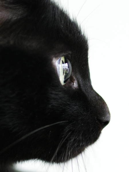 窓を見つめる黒猫が美しすぎる……！横顔を写した1枚がまるで映画の