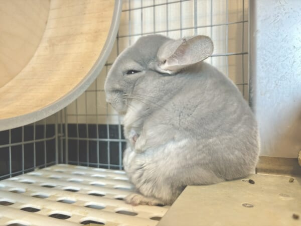 人生にくたびれた中年？段差に腰掛けてぼーっとするチンチラちゃん