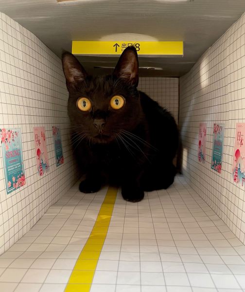 8番出口」に新たな異変？ファンメイドの再現ジオラマに巨大な黒猫が